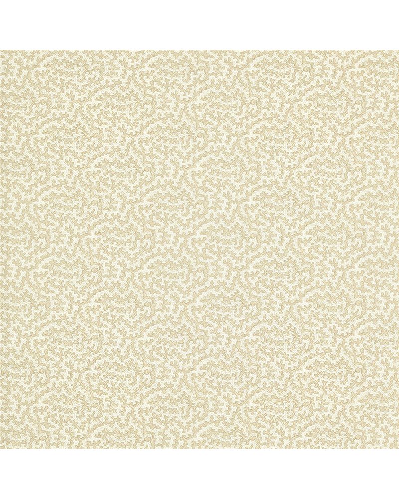 Truffle Sand Dollar DSAN227261 Truffle Sand Dollar DSAN227261