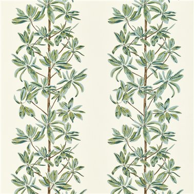 Mangrove Tree Sage F945034